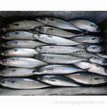 Scomber Japonicus BQF Frozen Pacific Mackerel untuk Canning